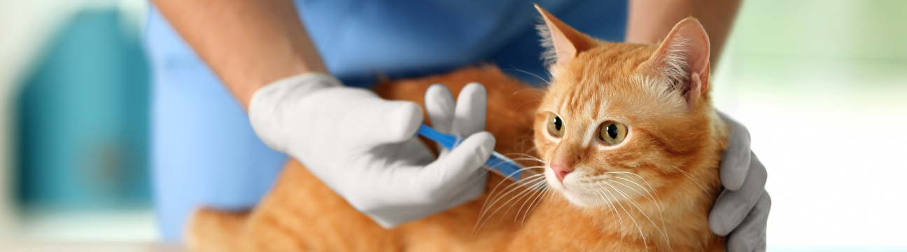 Intercity Animal Emergency Clinic