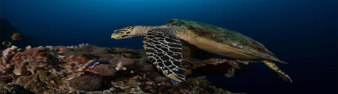 BALI FUN DIVING